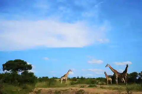 Durban: Hluhluwe Big 5-safari med Pro Zeiss-kikare
