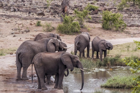 Durban: Hluhluwe Big 5 Safari met Pro Zeiss-verrekijker