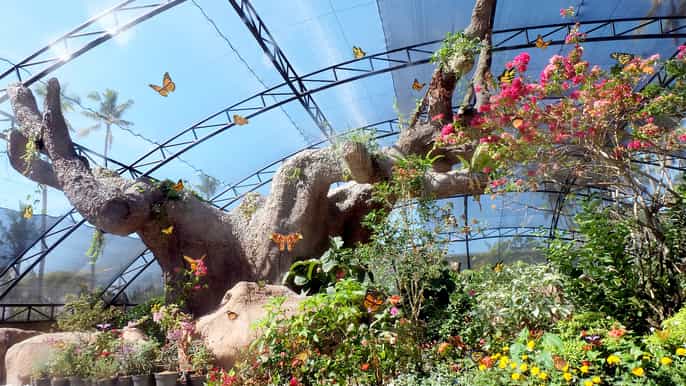 ingresso al butterfly park balitopia e beach club opzionale