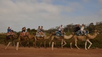 From Agadir or Taghazout, Flamingo River Camel Ride & Tea - Housity