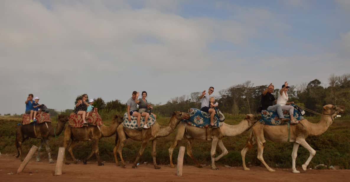 Agadir Camel Ride & Flamingo River Tour