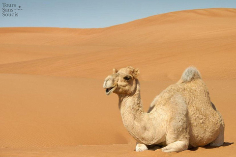 Djerba: Ksar Ghilane e barco pirata – 2 dias de aventura e descobertaDjerba: Ksar Ghilane e Barco Pirata – 2 dias de aventura e descoberta