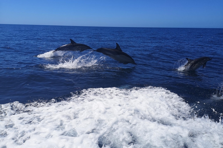 Ab Lagos: Delfin-Beobachtungstour per Boot