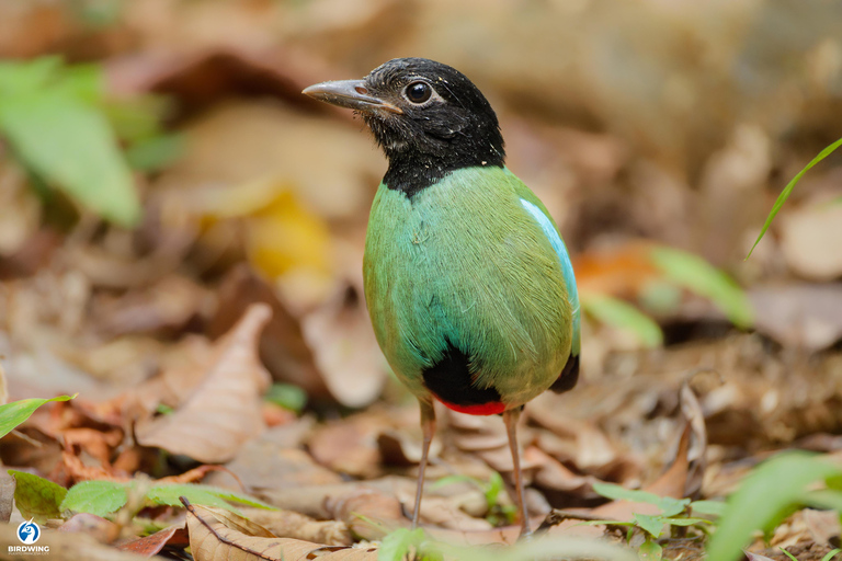 Puerto Princesa: Full-Day Birdwatching Tour with Guide