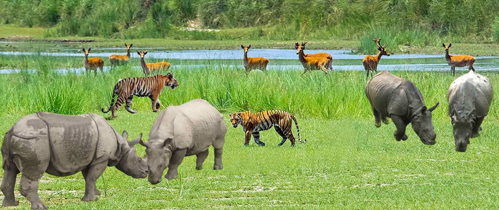 Tour zum Chitwan-Nationalpark mit Jeep-Fahrt – 3 Tage