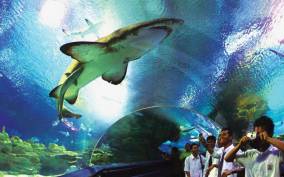 Kuala Lumpur: Aquaria KLCC Entrance Ticket