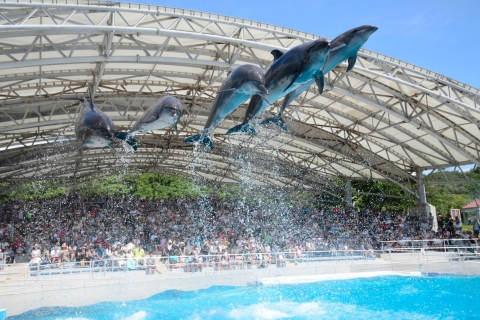 Naha: North Okinawa Sightseeing Tour & Churaumi Aquarium