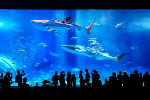 Naha: North Okinawa Sightseeing Tour & Churaumi Aquarium