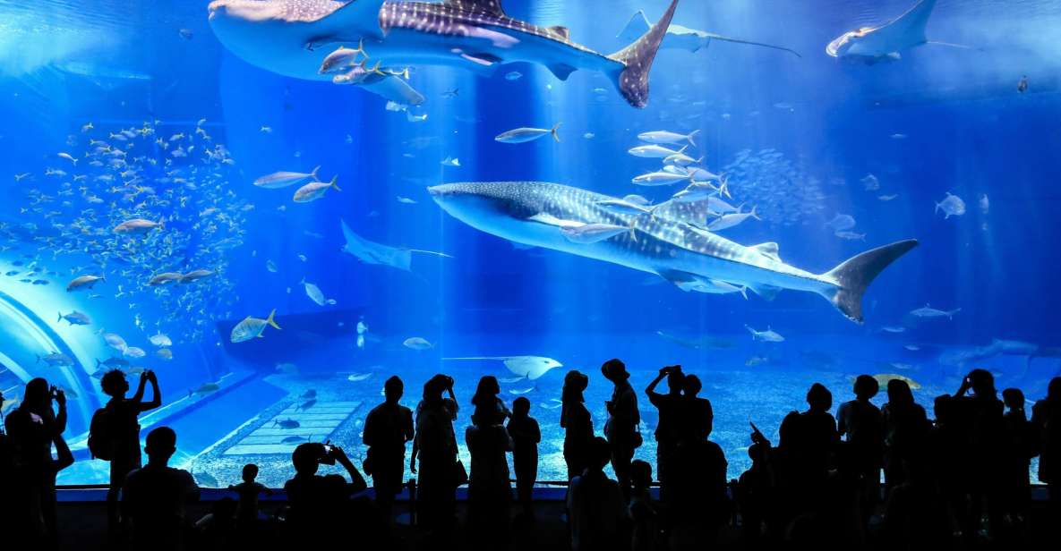 churaumi aquarium tour