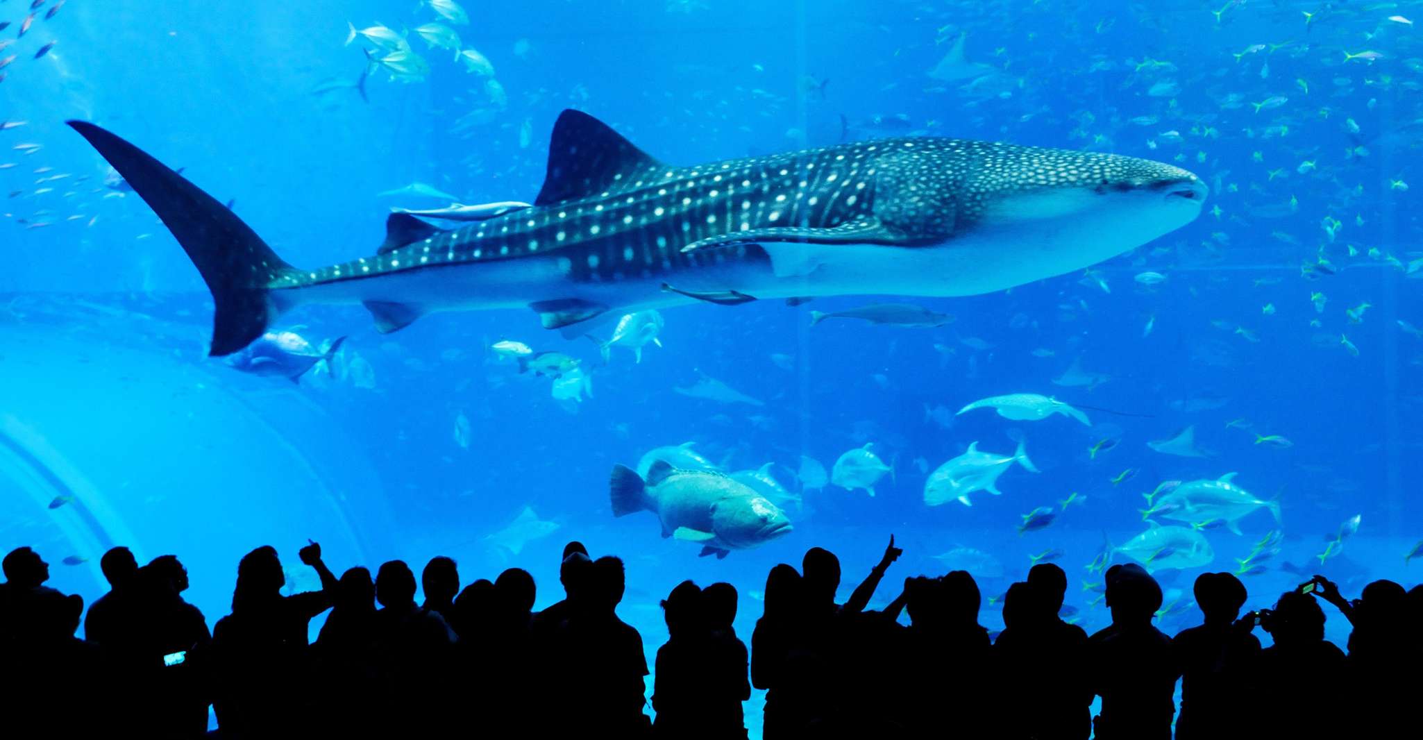 Naha、北沖縄のシッティングツアー＆チュルミ水族館 - Hizvo