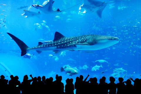 Naha: Sightseeingtour door Noord-Okinawa en Churaumi-aquarium