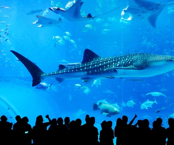 Naha: North Okinawa Sightseeing Tour & Churaumi Aquarium