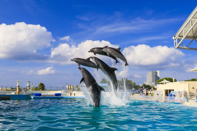 Visit Okinawa Bus Tour to Churaumi Aquarium with Sightseeing in Yomitan, Okinawa, Japan