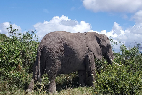 جولة رحلة ليوم واحد في أمبوسيلي - إطلالة على كليمنجارو