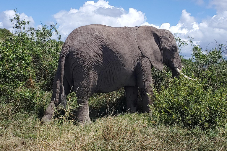 جولة رحلة ليوم واحد في أمبوسيلي - إطلالة على كليمنجارو