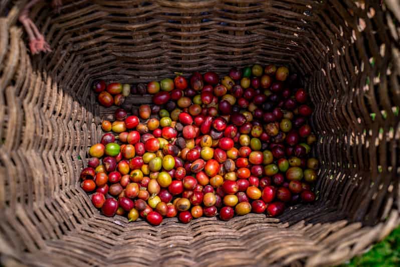 Medellín: Coffee Tour With Tastings and Lunch | GetYourGuide