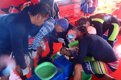 Koh Chang: Coral Cultivation Workshop with Lunch & Transfer