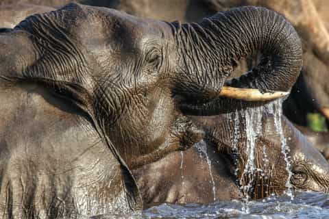 Okavango Delta: Wildlife Boat Tour to Chief's Island