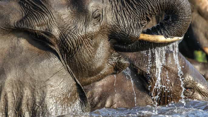 okavango delta wildlife boat tour to chiefs island