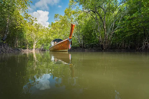 Ko Lanta: Half-Day Mangrove Boat Trip With Local Guide