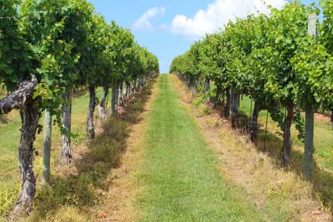 Williamsburg: Local Virginia Wineries Tour with Tastings