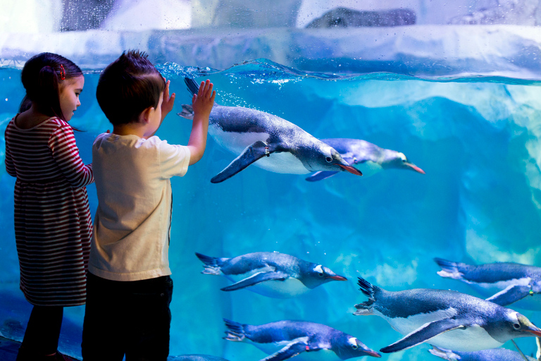 Londyn: SEA LIFE i London Eye – bilet łączony