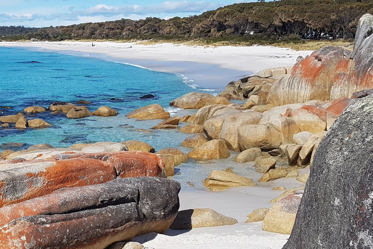 Hobart: excursão selvagem de 4 dias pela Tasmânia