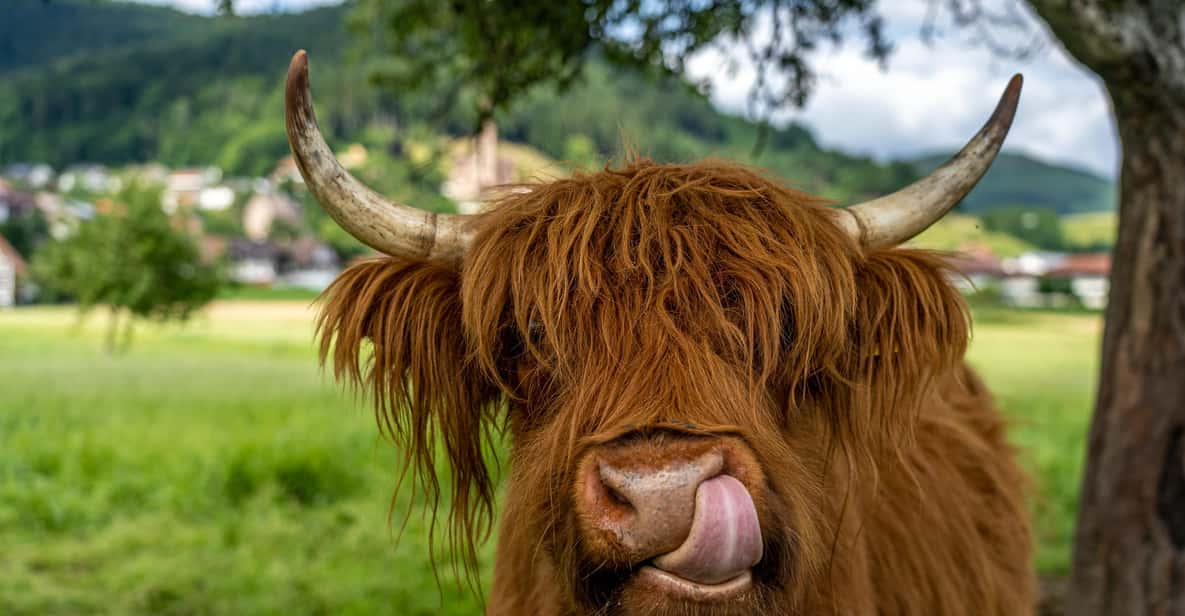 Edinburgh: Loch Ness, Glencoe & the Scottish Highlands Tour