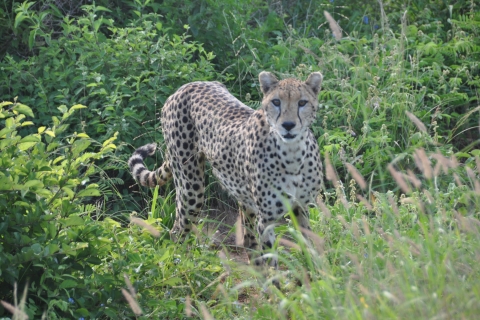 Tsavo East National Park: Overnight Safari from Mombasa