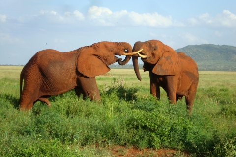 Parc national de Tsavo East : Safari avec nuitée depuis Mombasa