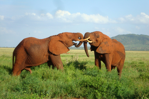 Parque Nacional Tsavo East: Safári noturno saindo de Mombaça