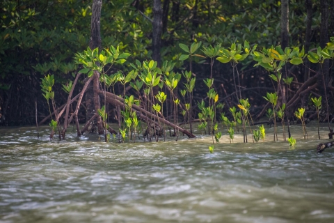 Ko Lanta: excursion d'une demi-journée en kayak dans la mangrove