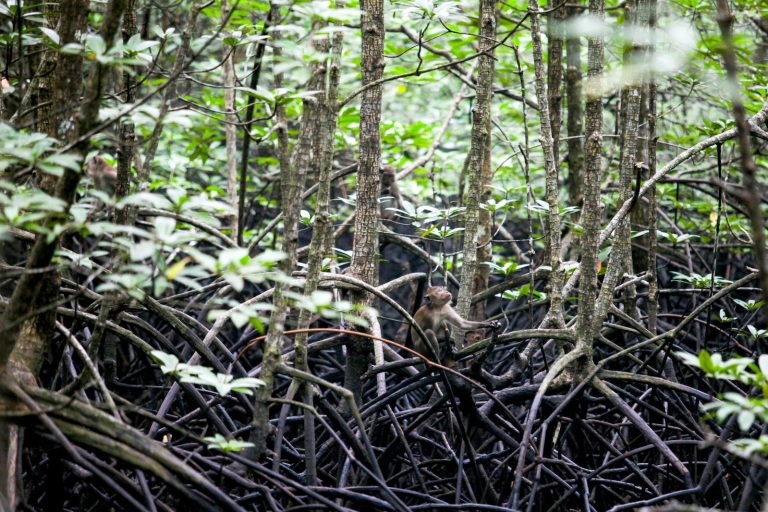 Ko Lanta: mangrove-kajaktocht van een halve dag