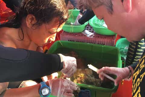 Ko Kut: Coral Propagation Workshop