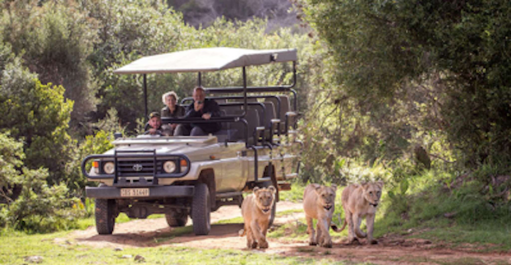 Botlierskop Private Game Reserve, 3.5-Hour Sunset Game Drive - Housity