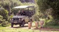 Botlierskop Private Game Reserve, 3.5-Hour Sunset Game Drive - Housity