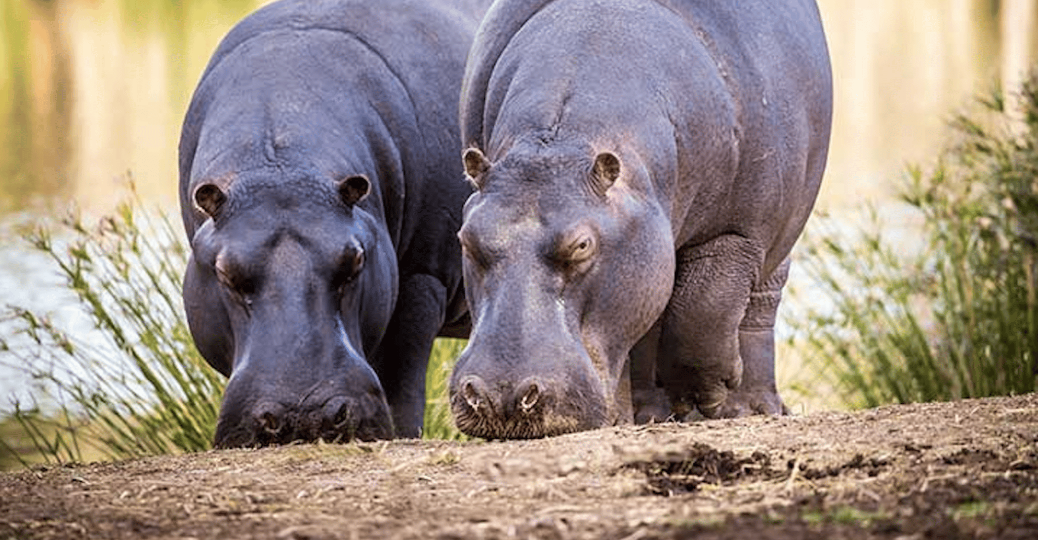 Botlierskop Private Game Reserve, 3.5-Hour Sunset Game Drive - Housity