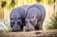 Botlierskop Private Game Reserve, 3.5-Hour Sunset Game Drive - Housity