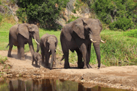 Botlierskop Private Game Reserve, 3.5-Hour Sunset Game Drive - Housity