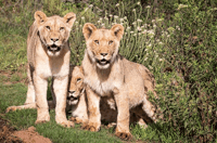 Botlierskop Private Game Reserve, 3.5-Hour Sunset Game Drive - Housity