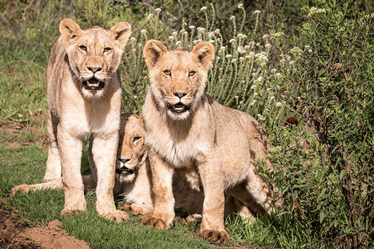 Botlierskop Private Game Reserve: 3.5-Hour Sunset Game Drive