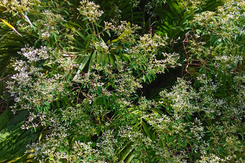 Basseterre Rainforest Hike Basseterre Rainforest Hike Private Tour