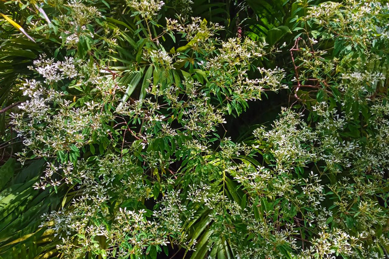 Basseterre Rainforest Hike Basseterre Rainforest Hike Private Tour