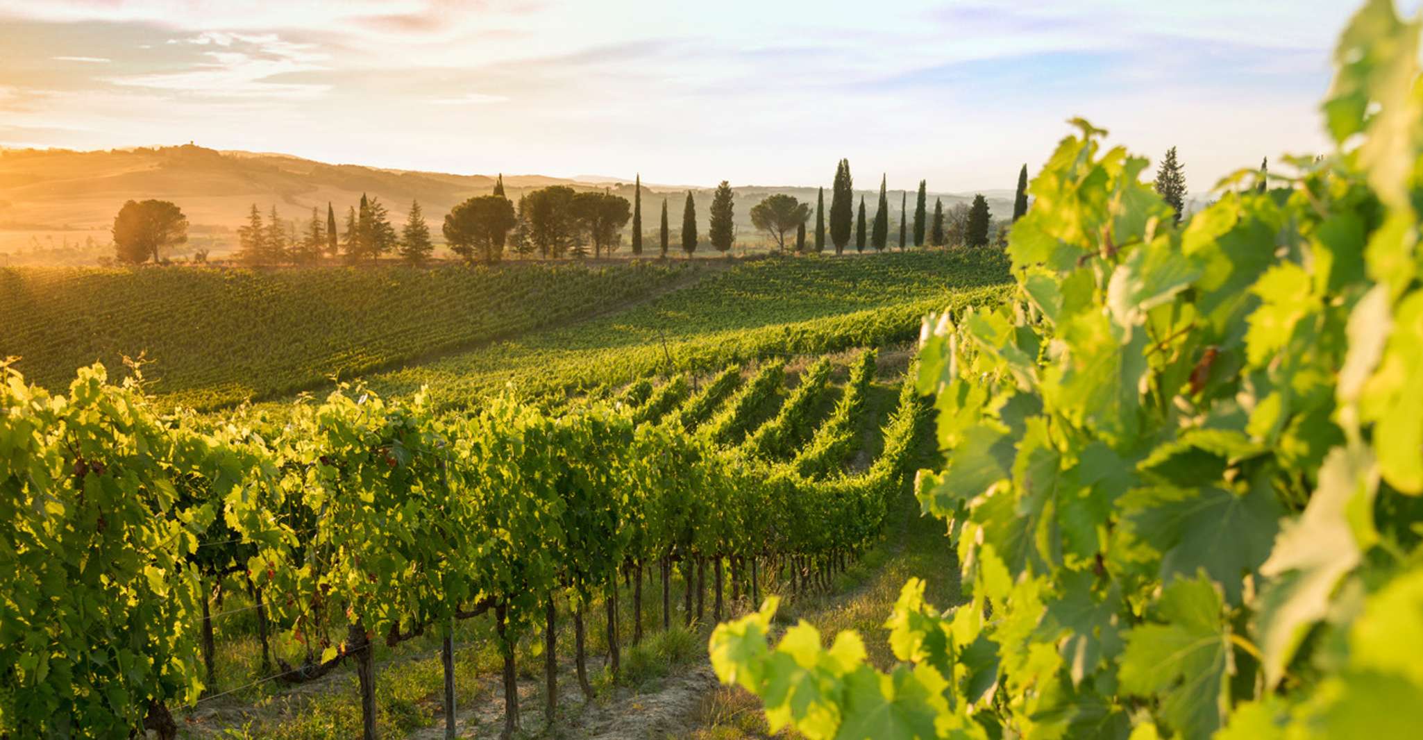 Montalcino, Brunello Wine Tasting Experience - Hizvo