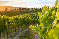 Montalcino, Brunello Weinprobe Erfahrung - Hizvo