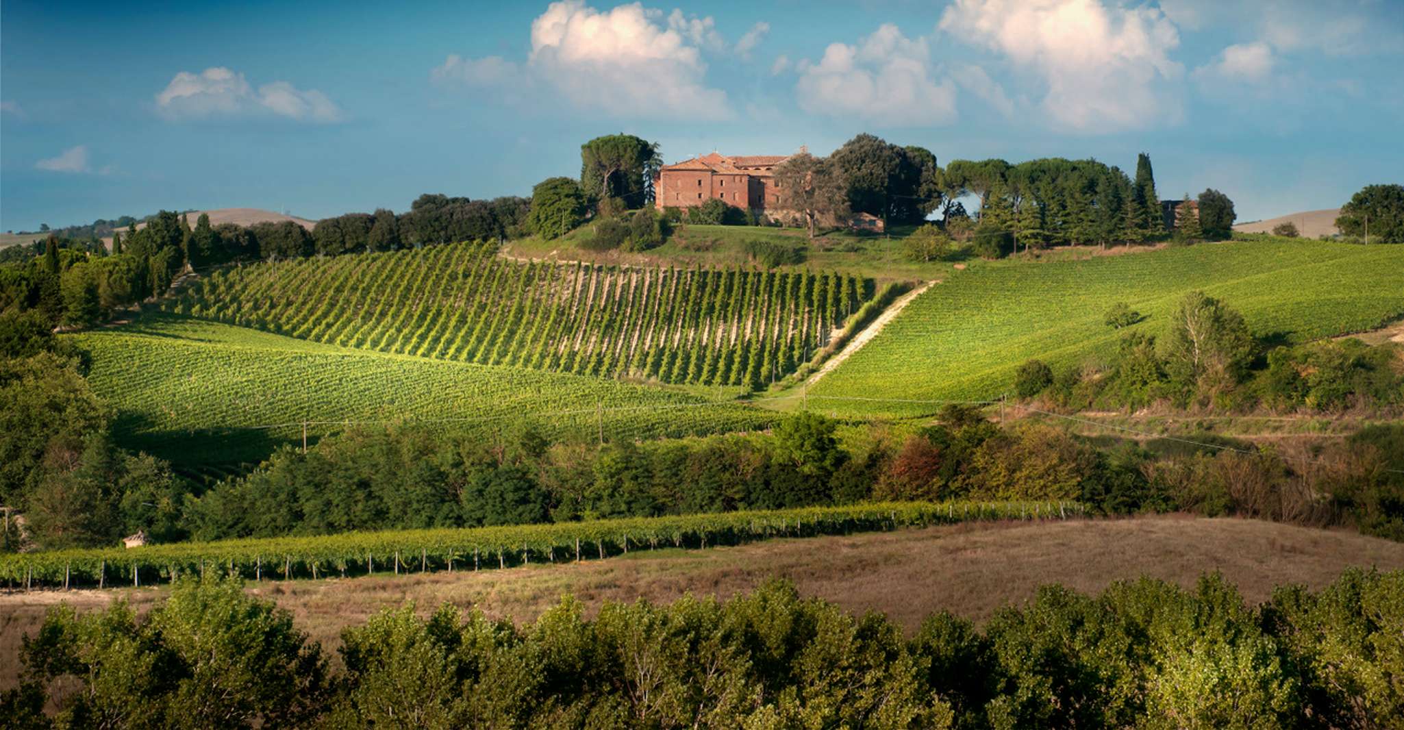 Montalcino, Brunello Wine Tasting Experience - Hizvo