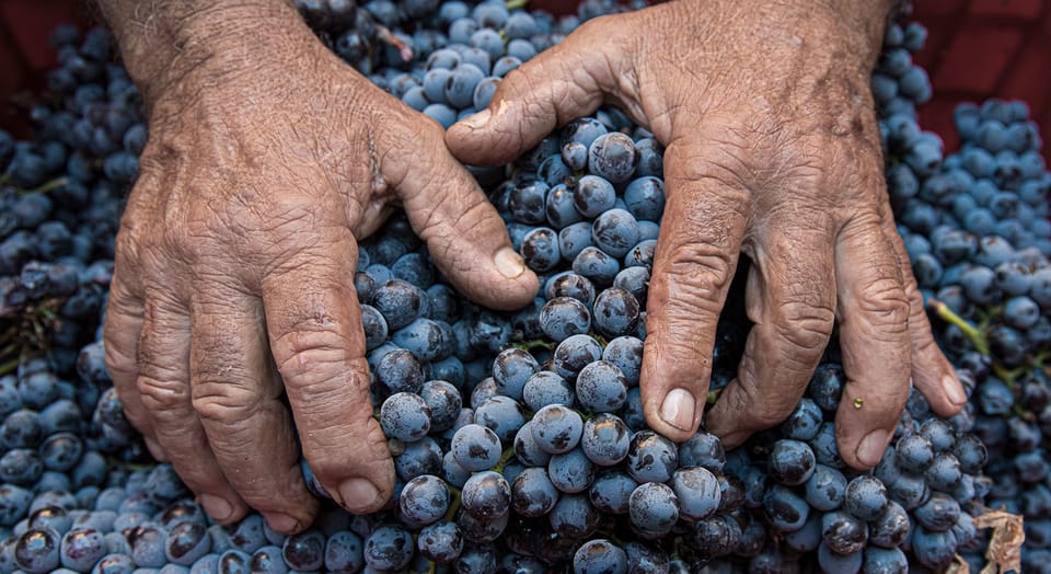 Montalcino, Brunello Wine Tasting Experience - Hizvo