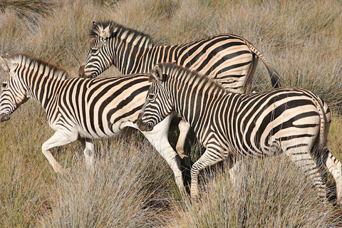 4-Day Private Highlights Tour & Overnight Big5 Aquila Safari 4-Day Private Highlights Tour & Overnight Big5 Safari Aquila