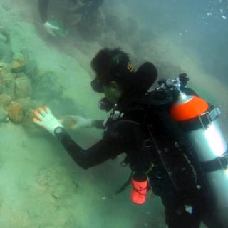 Ko Kut: 2-Day Coral Propagation Course and Reef Diving