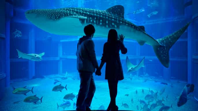osaka billet dentrée à laquarium kaiyukan